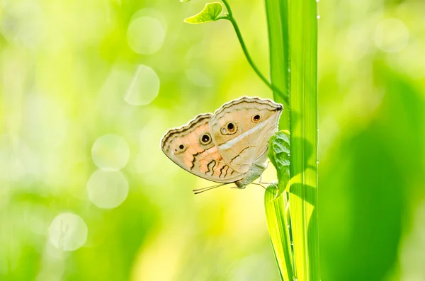 Motyl w zielonej naturze — Zdjęcie stockowe