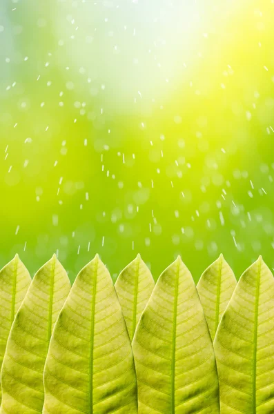 Зелений лист і рух води — стокове фото
