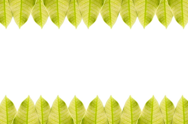 Yeşil yaprak çerçeve izole — Stok fotoğraf