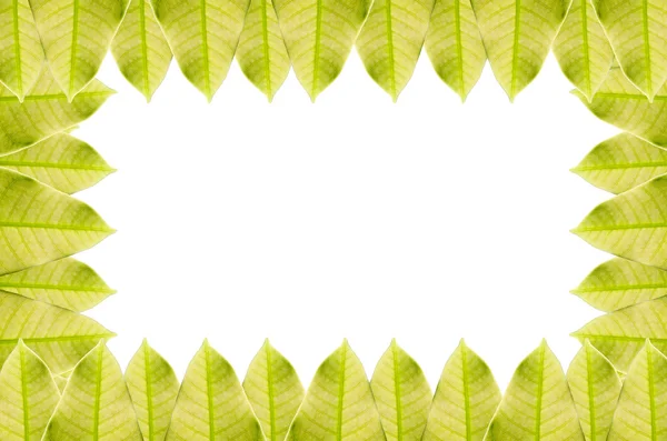 Grönt blad ram isolerade — Stockfoto