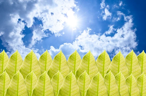 녹색 잎과 푸른 하늘 — 스톡 사진