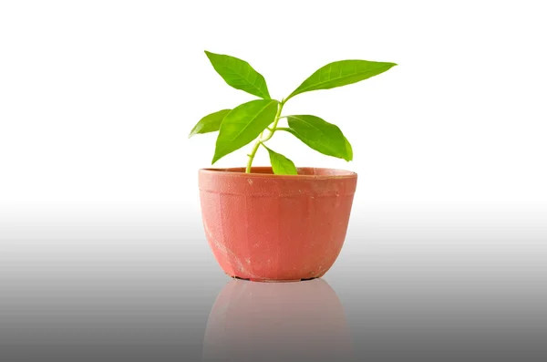 Little tree in pot reflection — Stock Photo, Image