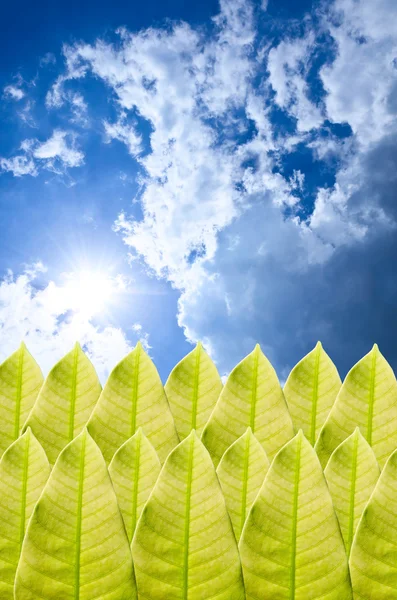 緑の葉と青い空 — ストック写真