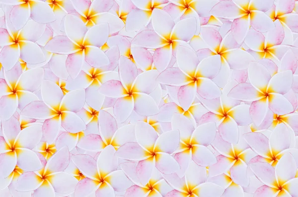 stock image Frangipani flowers background