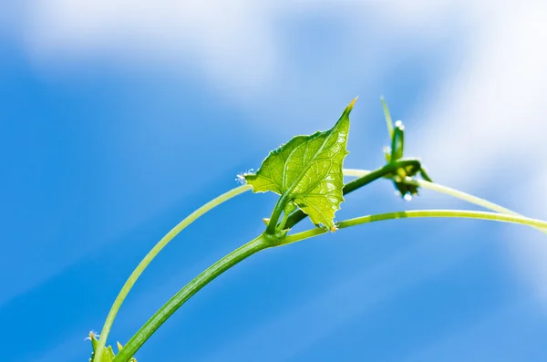 Zelený list a modrá obloha — Stock fotografie
