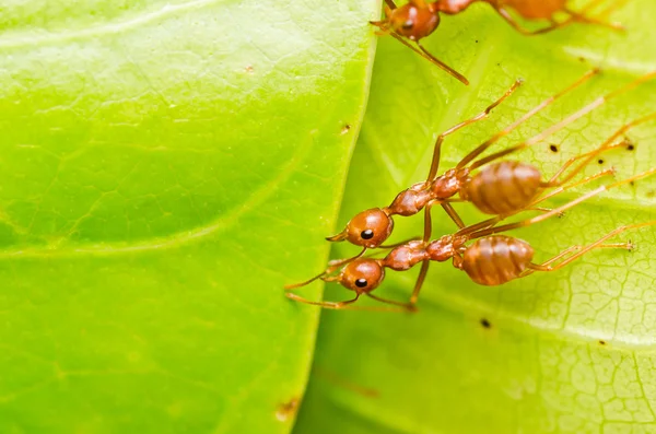 Hormiga roja trabajo en equipo —  Fotos de Stock