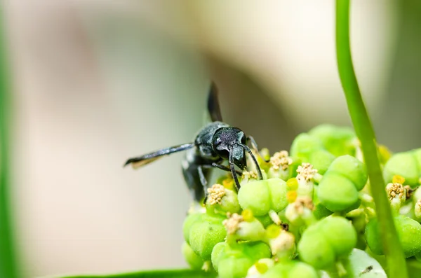 Wasp in de groene natuur of in de tuin — Stockfoto