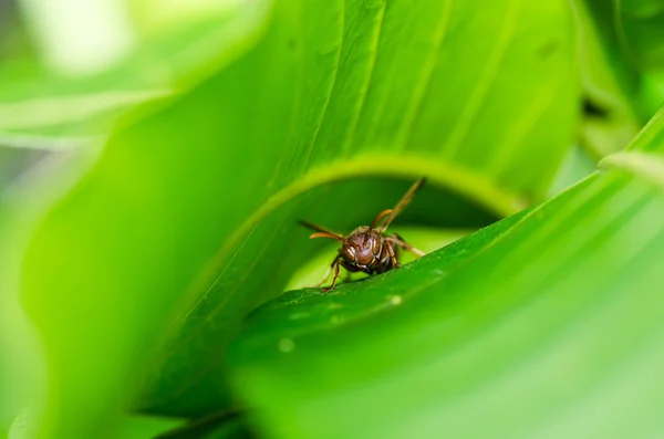 黄蜂在绿色的性质或在花园 — 图库照片