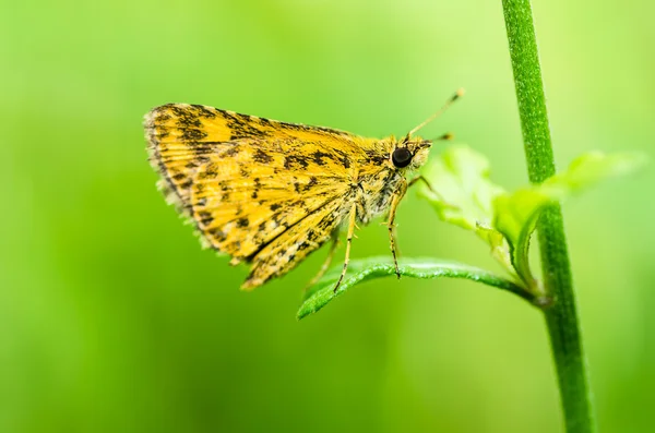 Yeşil Doğada Kelebek — Stok fotoğraf