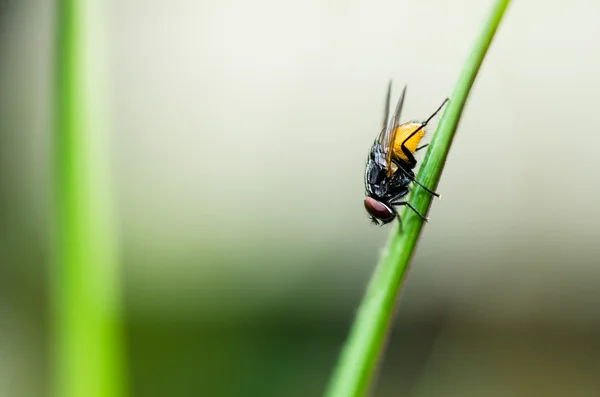 緑の自然の中で飛ぶ — ストック写真