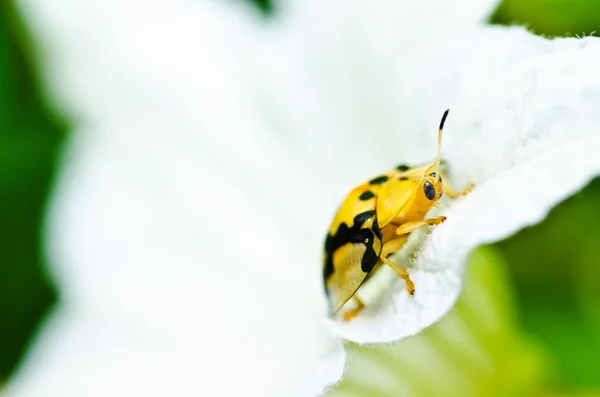 Marienkäfer und weiße Blume in grüner Natur — Stockfoto