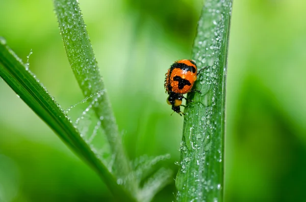 Yeşil doğanın uğur böceği — Stok fotoğraf