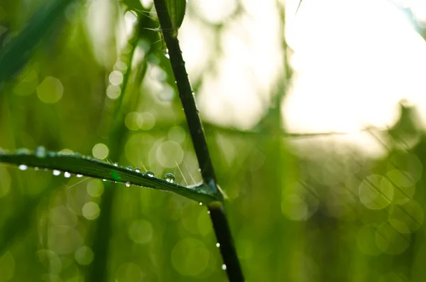 Gouttes d'eau douce dans la nature verte — Photo