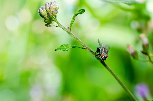 Mucha w zieleni — Zdjęcie stockowe