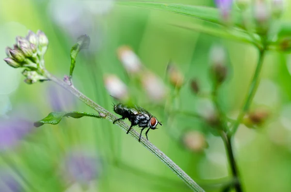 Fliegen in der grünen Natur — Stockfoto