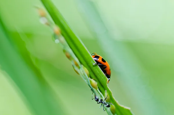 Lieveheersbeestje in de groene natuur — Stockfoto