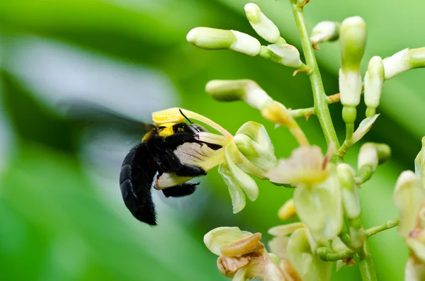 La abeja carpintera en la naturaleza —  Fotos de Stock