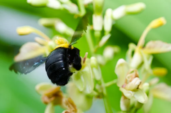 Carpenter včela v přírodě — Stock fotografie