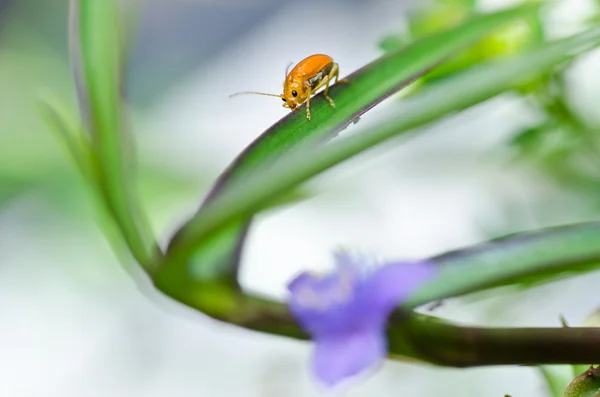 Orangefarbener Käfer und violette Blume in grüner Natur — Stockfoto