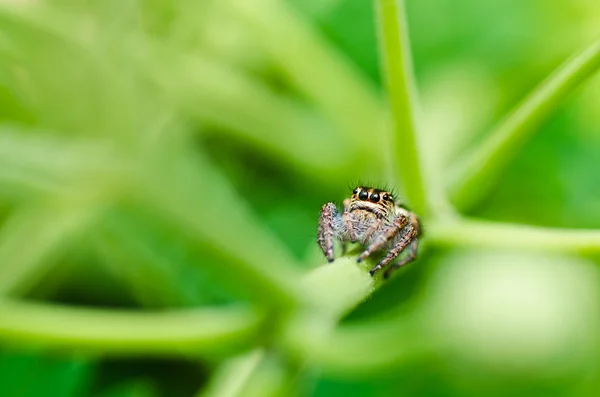 Прыгающий паук в зеленой природе — стоковое фото