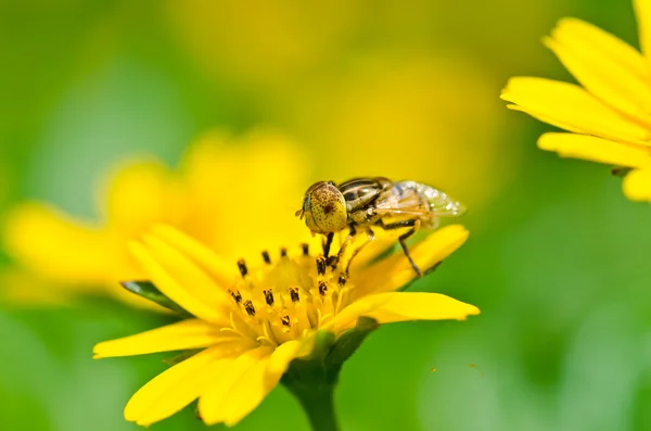 フルーツまたは花緑の自然の中でファイル — ストック写真