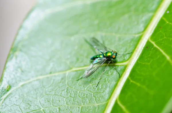 Long legs fly in green nature — Stock Photo, Image