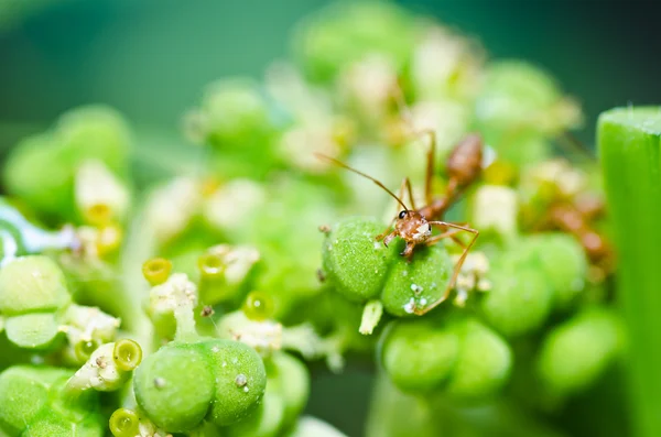 Červený mravenec v zeleni — Stock fotografie