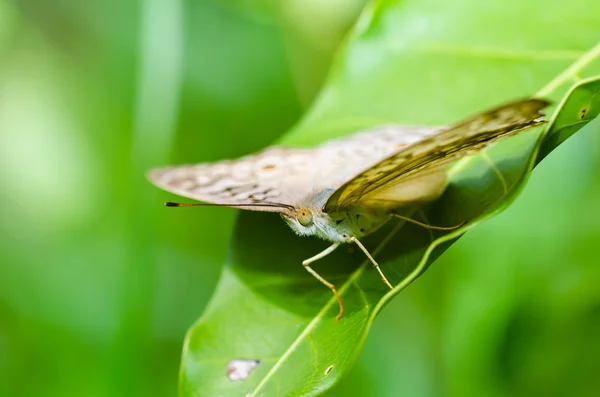 Schmetterling in grüner Natur — Stockfoto