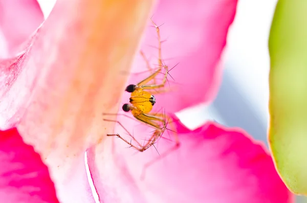 Long legs spider and pink flower in green nature — Stock Photo, Image