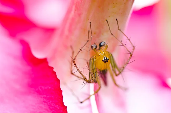 Yeşil doğanın örümcek ve pembe çiçek bacakları uzun — Stok fotoğraf
