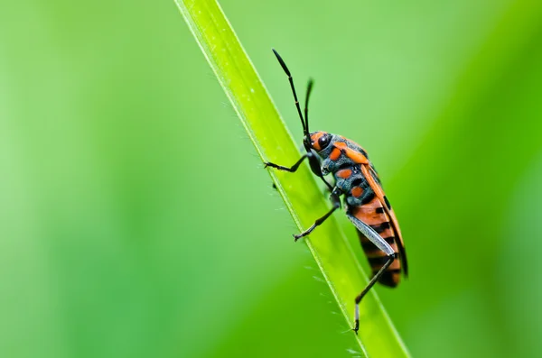 Hemiptera vermelha na natureza verde — Fotografia de Stock