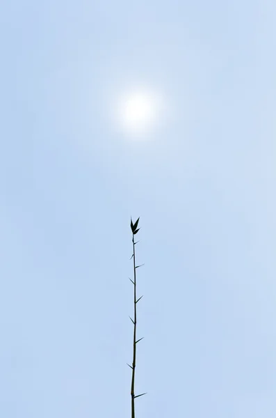 Bambu e nascer do sol — Fotografia de Stock