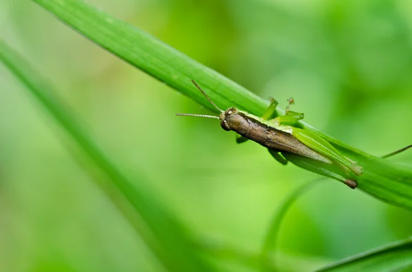 Grasshopper in green nature — Stok fotoğraf