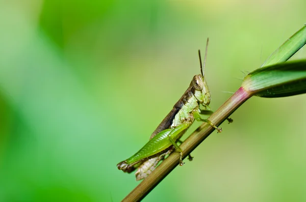 Gräshoppa i naturen — Stockfoto