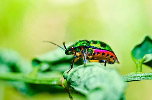 Beetle klejnot na liść na łonie natury — Zdjęcie stockowe