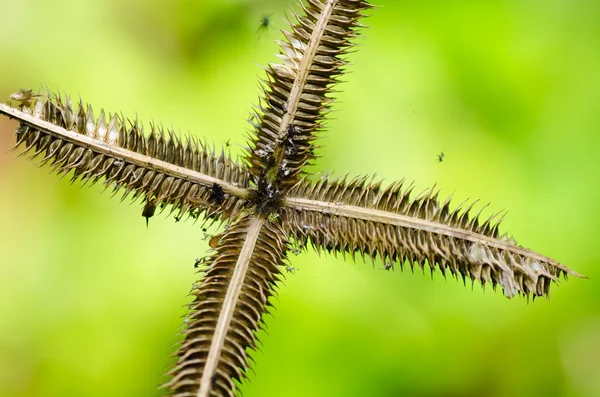 蚜虫和杂草昆虫在绿色自然中 — 图库照片