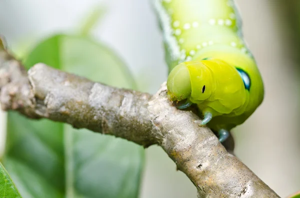 Verme na natureza verde — Fotografia de Stock