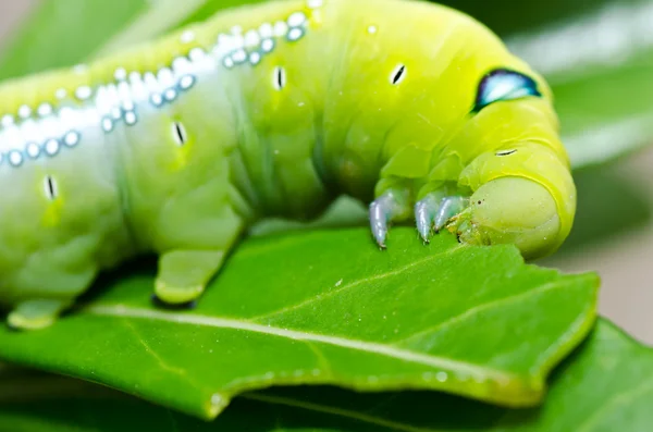 stock image Worm in green nature