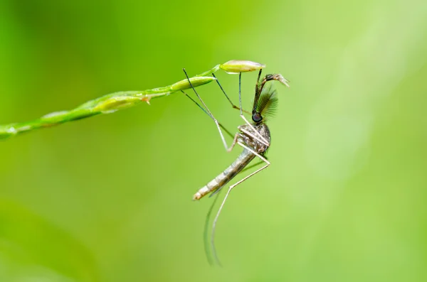 Mosquito in nature — Stock Photo, Image