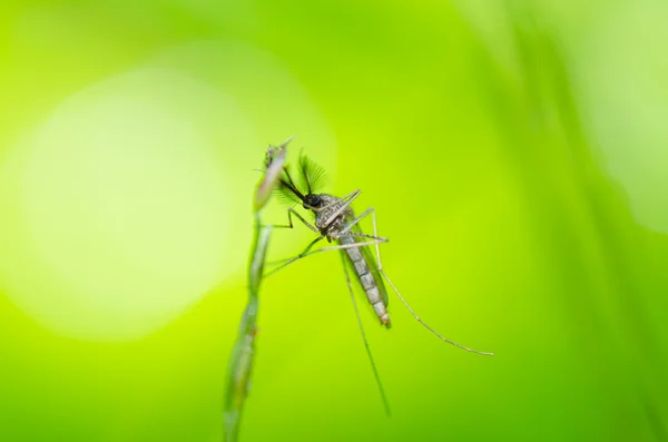 Komár v přírodě — Stock fotografie