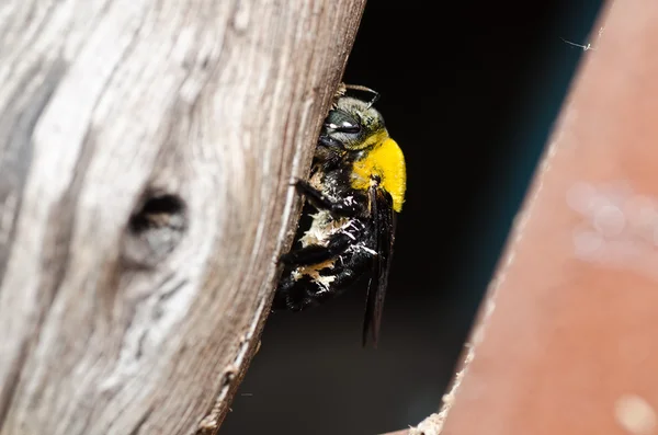 Snickare bee i naturen — Stockfoto