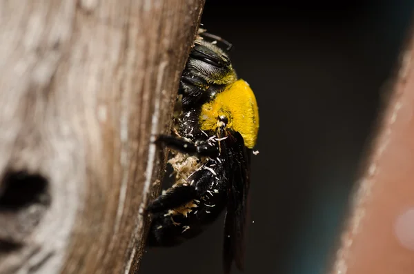 木匠蜜蜂的性质 — 图库照片