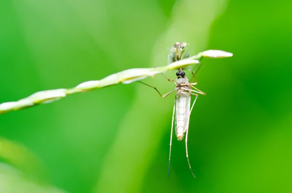 Mosquito en la naturaleza —  Fotos de Stock