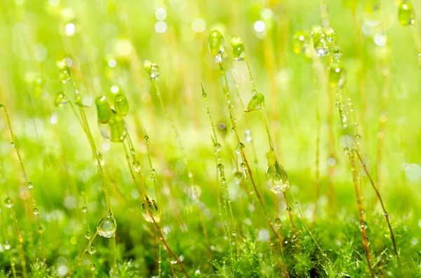 Muschio fresco nella natura verde — Foto Stock
