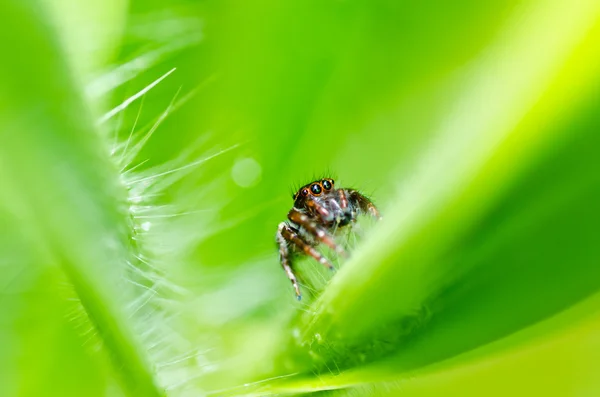 Araña saltarina en la naturaleza verde — Foto de Stock