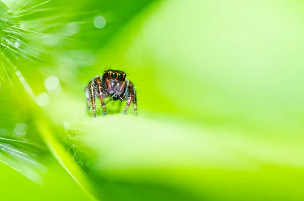 Salto ragno nella natura verde — Foto Stock