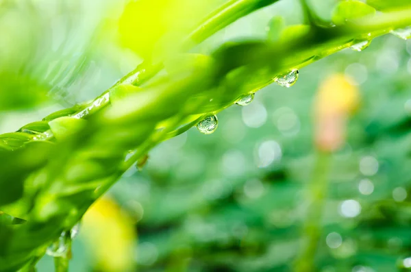 Gotas de água doce e folha na natureza verde — Fotografia de Stock