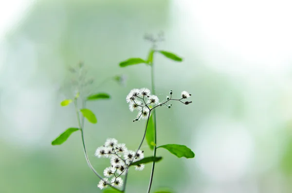 Hierba de la flor blanca en la naturaleza verde — Stockfoto