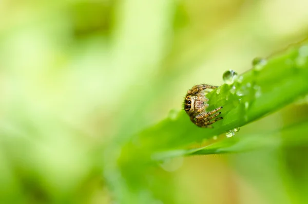 Spin in de groene natuur springen — Stockfoto