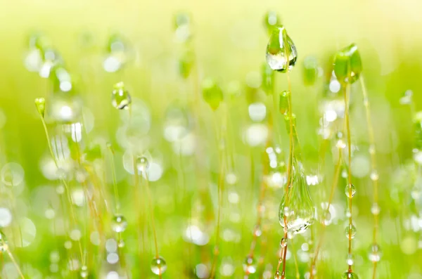 緑の自然の中で新鮮な苔や水の滴 — ストック写真